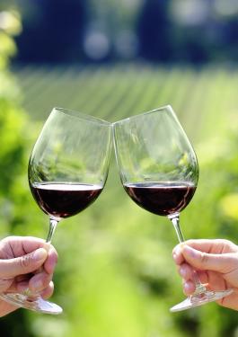 sostenibilità vino